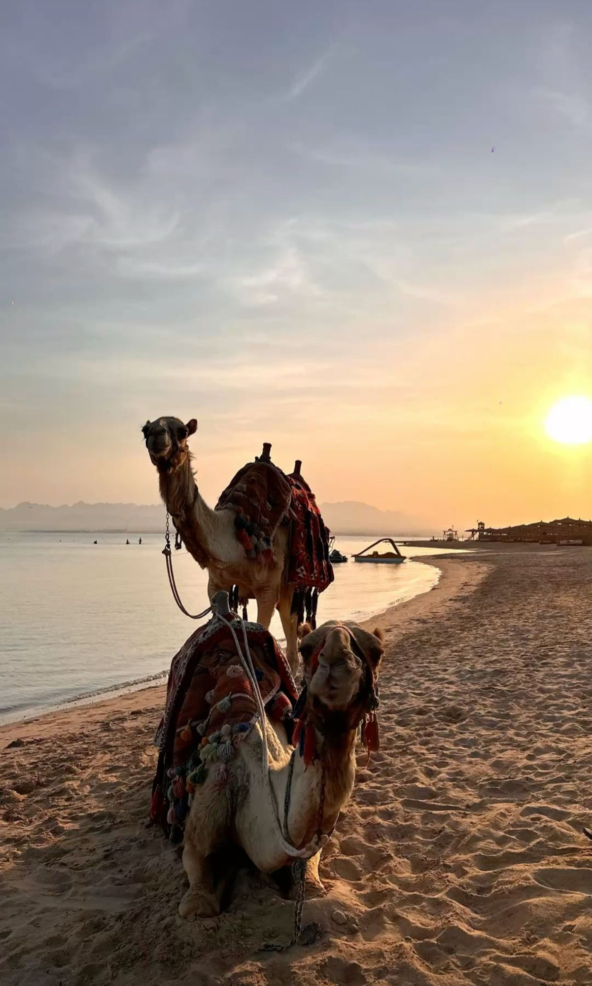 גמלים בחוף סיני
